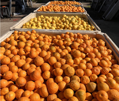 oranges orange produce in california