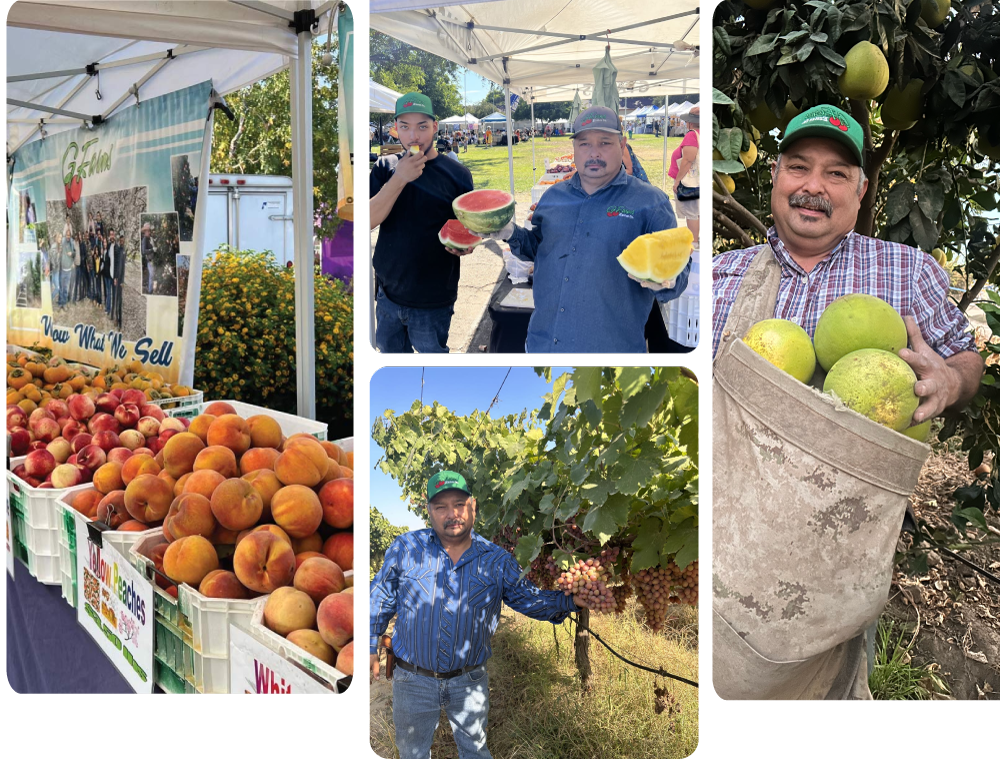 A collage showing G Farms staff at a farmers market with peaches and watermelons, and workers harvesting fresh grapes and large citrus fruits directly from the orchard.
