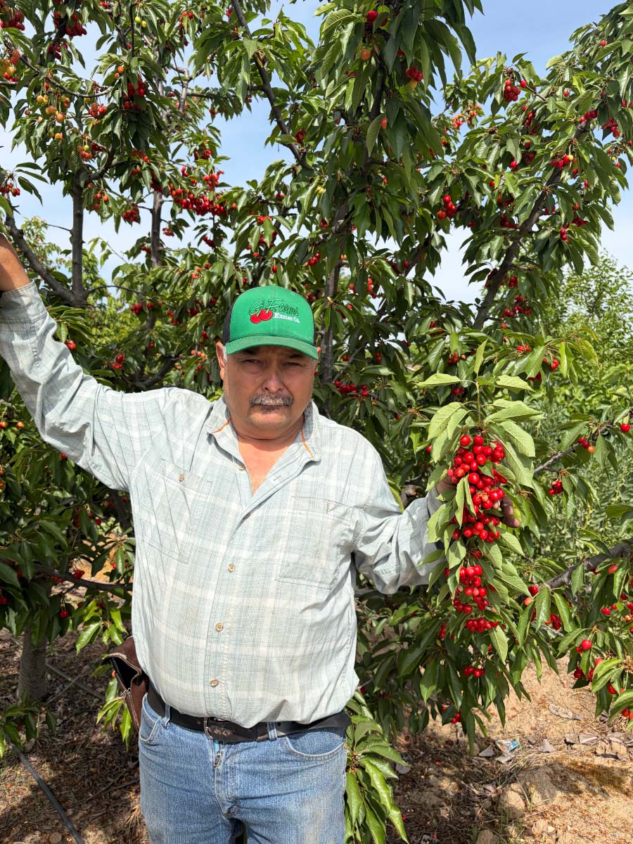 A man in a green G Farms hat and light plaid shirt stands in an orchard, holding up a heavy cluster of bright red, ripe cherries still attached to the tree branch.
