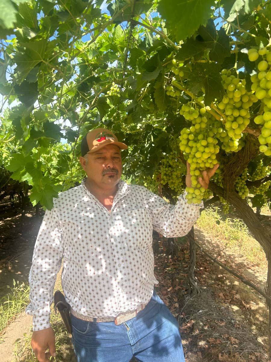 A man wearing a G Farms baseball cap and a patterned white shirt stands under a lush green vine canopy, holding up a large, heavy bunch of ripe green grapes.
