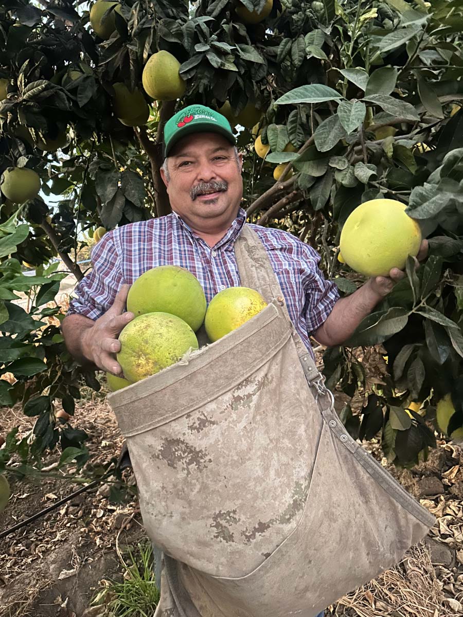 A smiling man in a green G Farms cap holds a large, round green pomelo in one hand while carrying a canvas harvesting bag filled with several more large citrus fruits. He stands directly in front of the fruit-bearing trees.