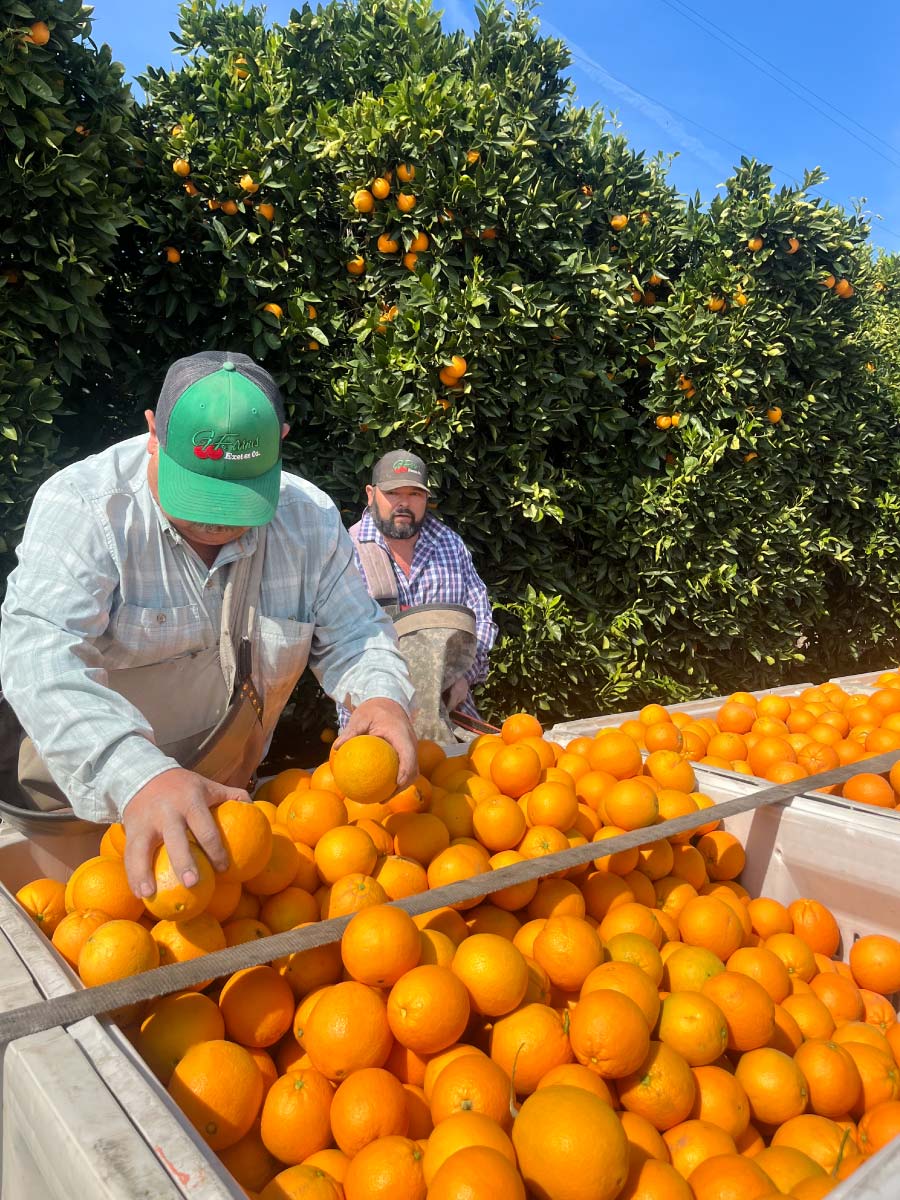 Two men wearing G Farms hats harvest oranges in a sunny grove. One man in the foreground reaches into a large white bin overflowing with fresh oranges, while another worker stands behind him near the dense green citrus trees.